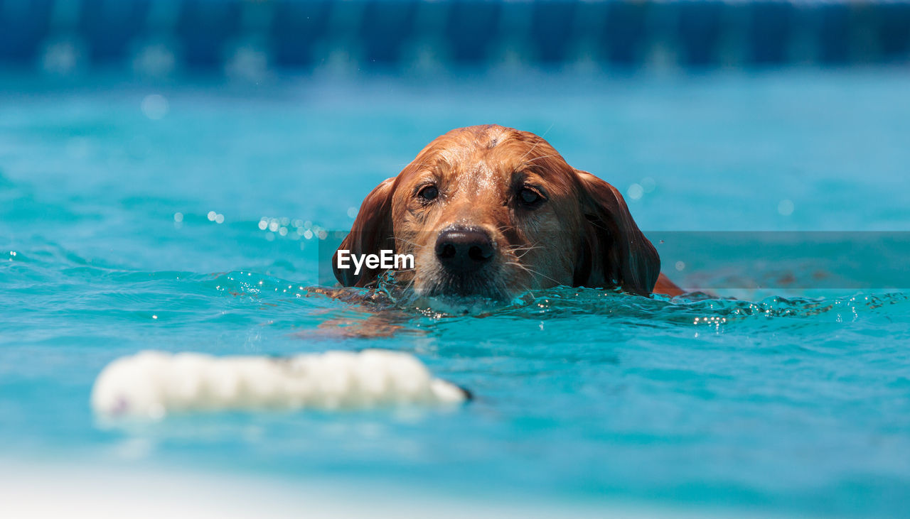 Portrait of dog swimming in pool