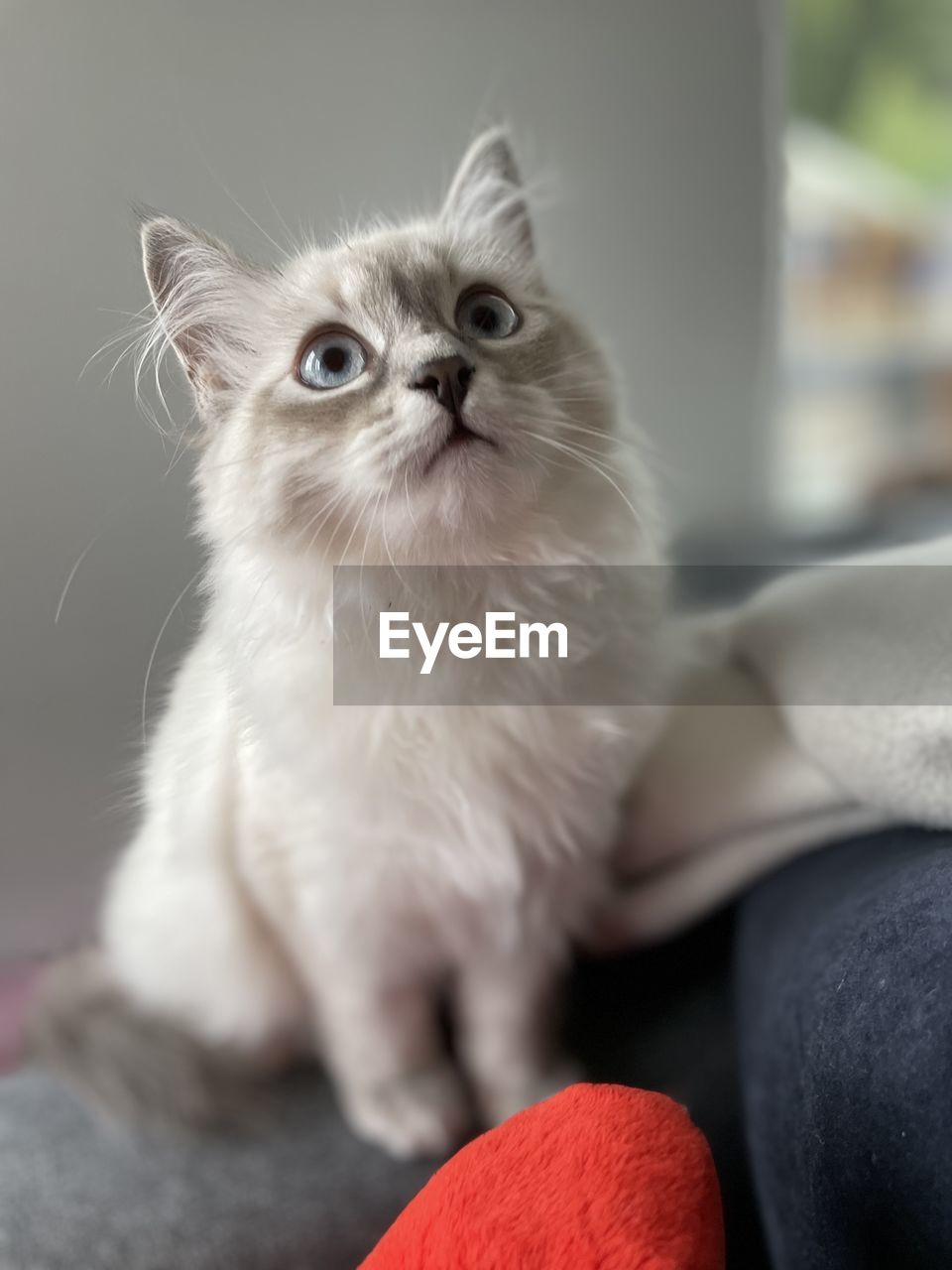 Portrait of cat