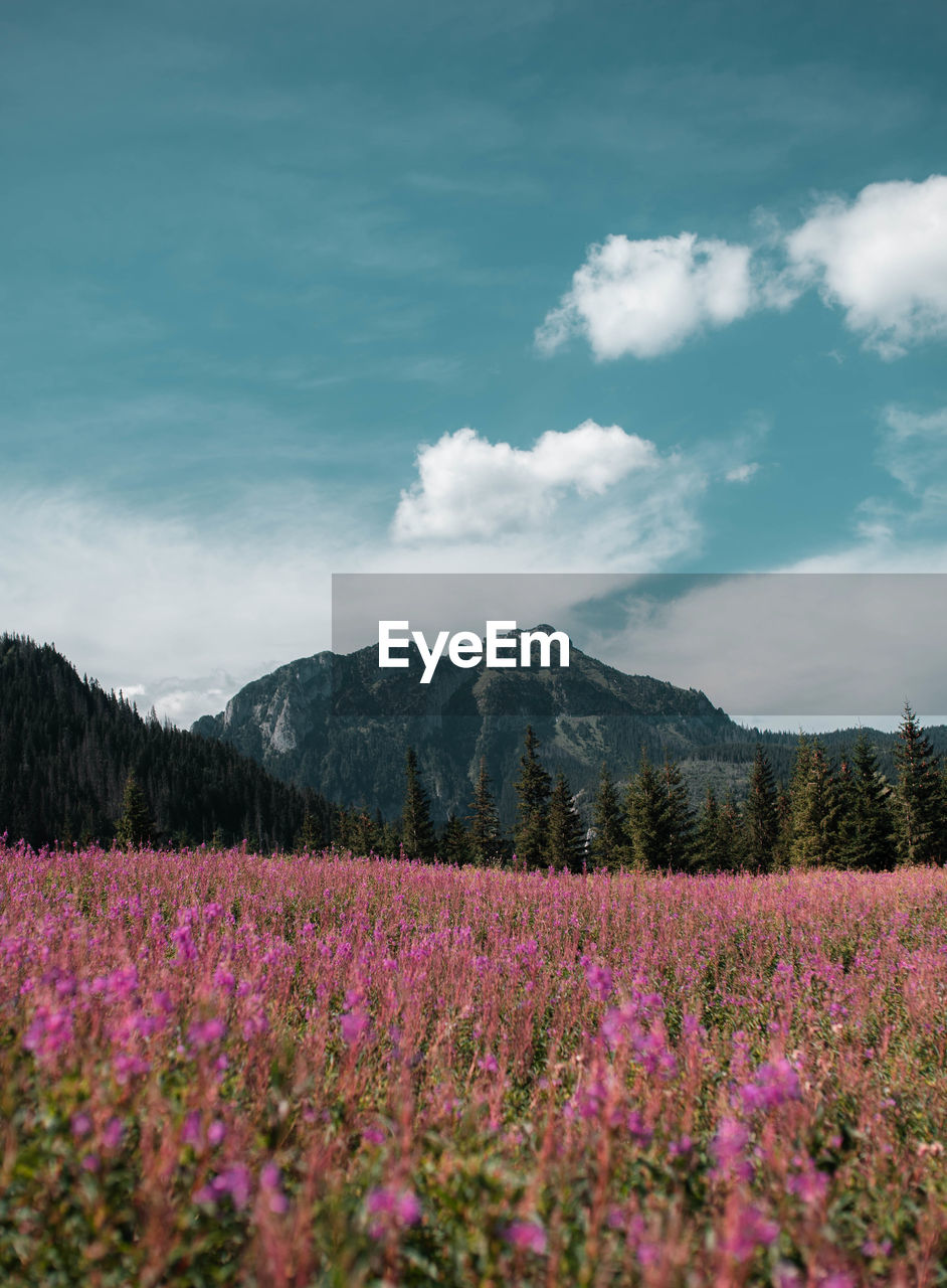 Scenic view of lavender field against sky