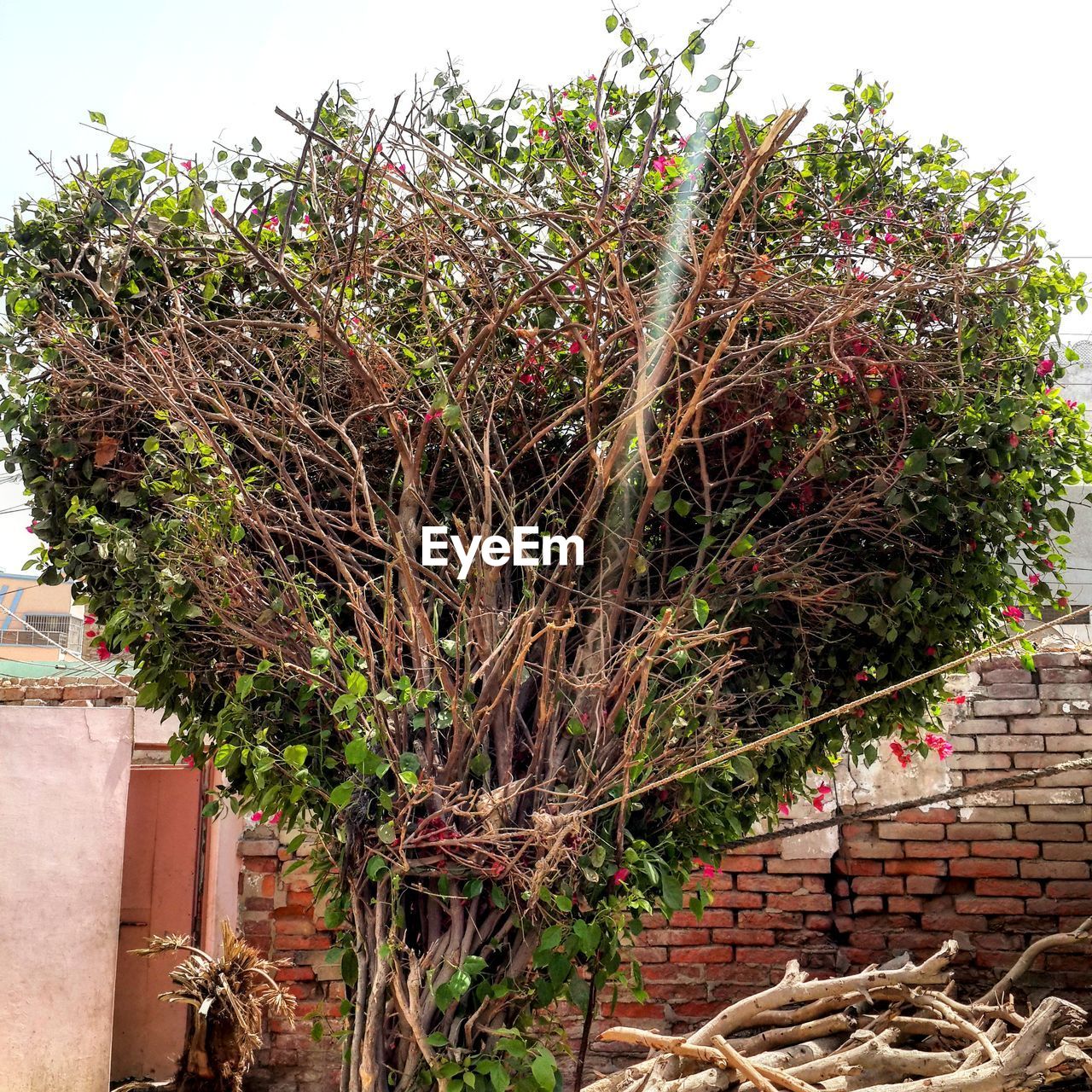 PLANTS GROWING ON WALL