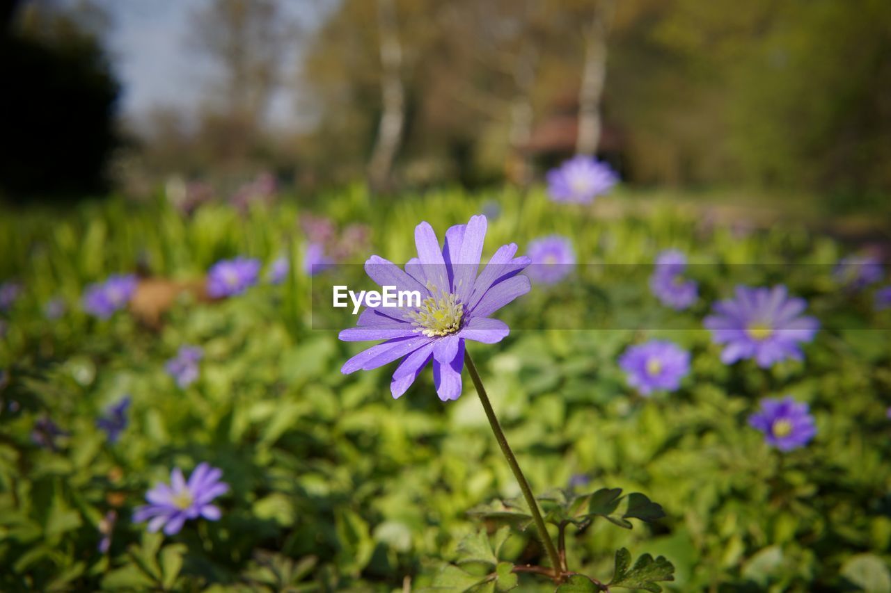 Close-up of purple crocus flowers on field