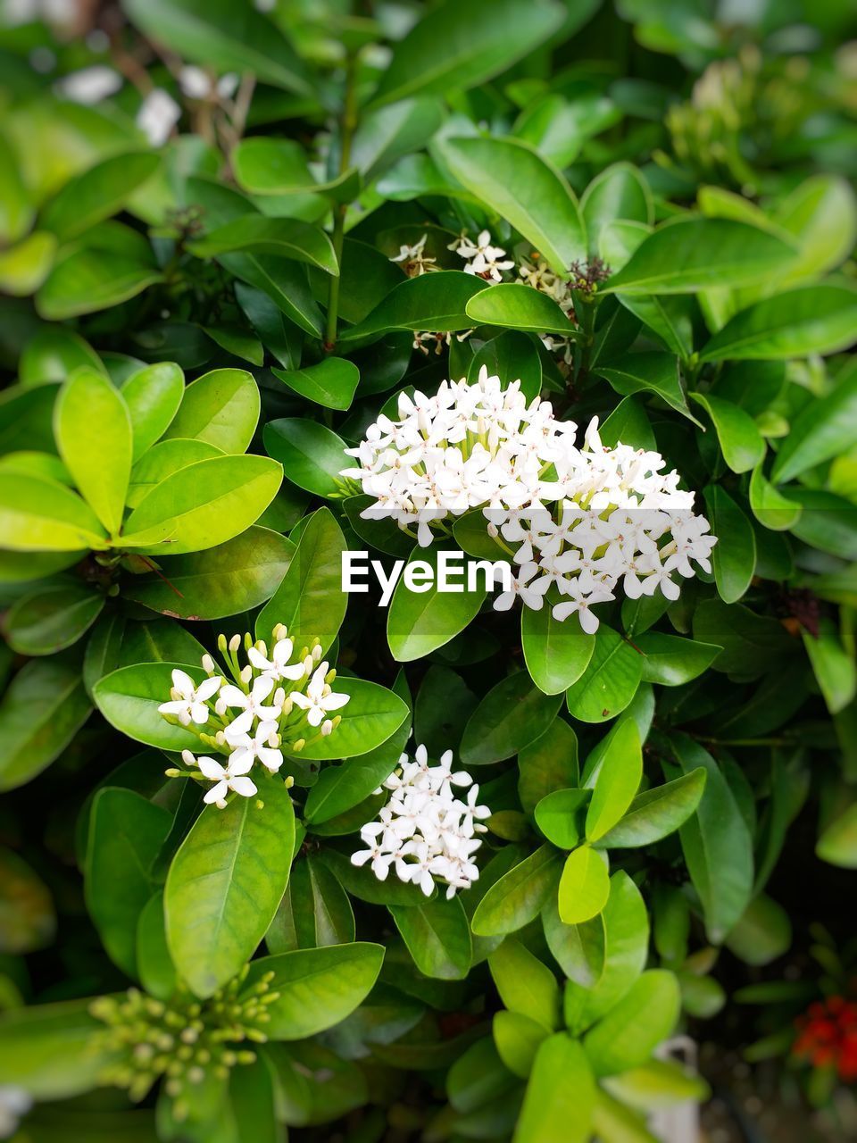 CLOSE-UP OF FLOWERING PLANTS