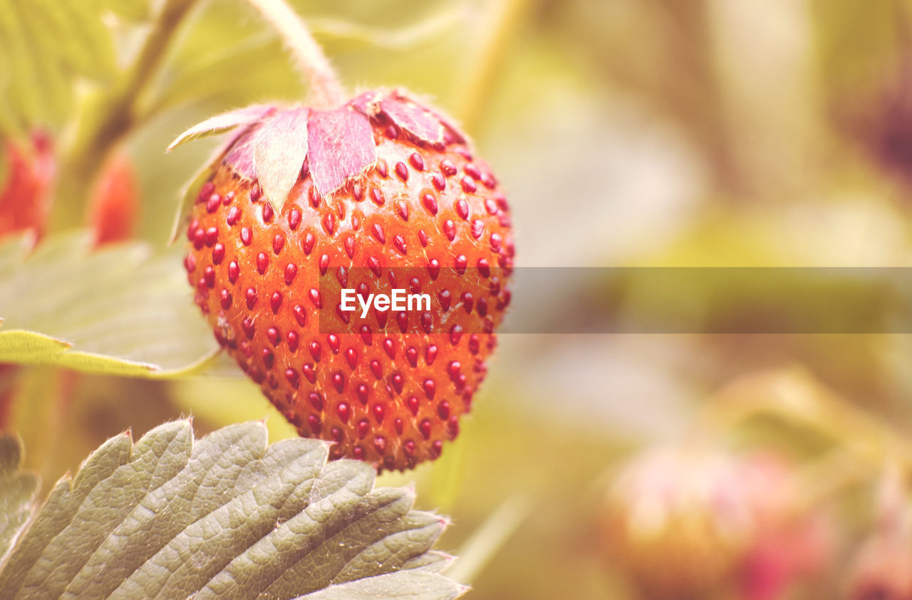 Close-up of strawberry on plant