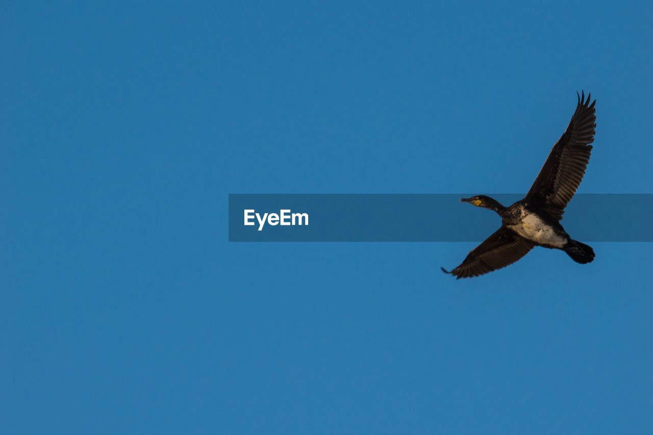 Low angle view of eagle flying against clear blue sky