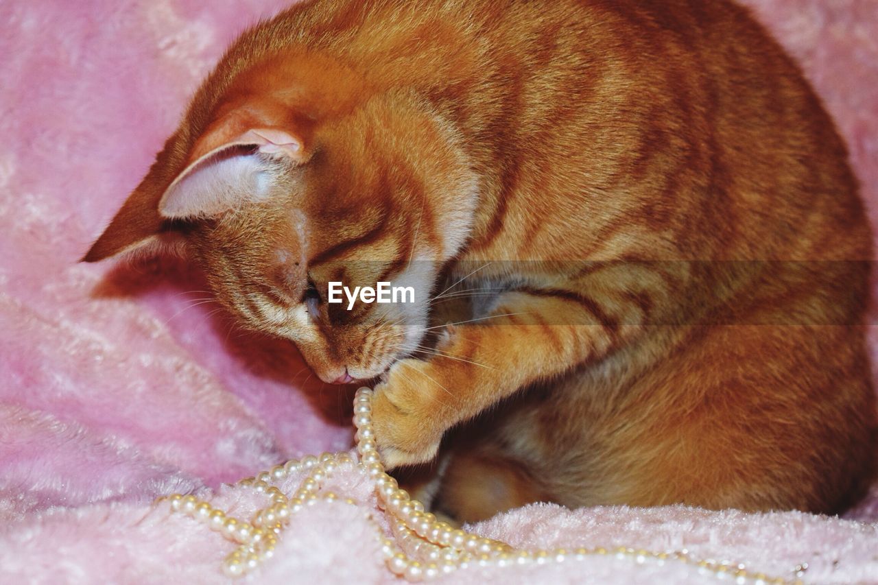 Close-up of cat playing with pearl jewelry on blanket