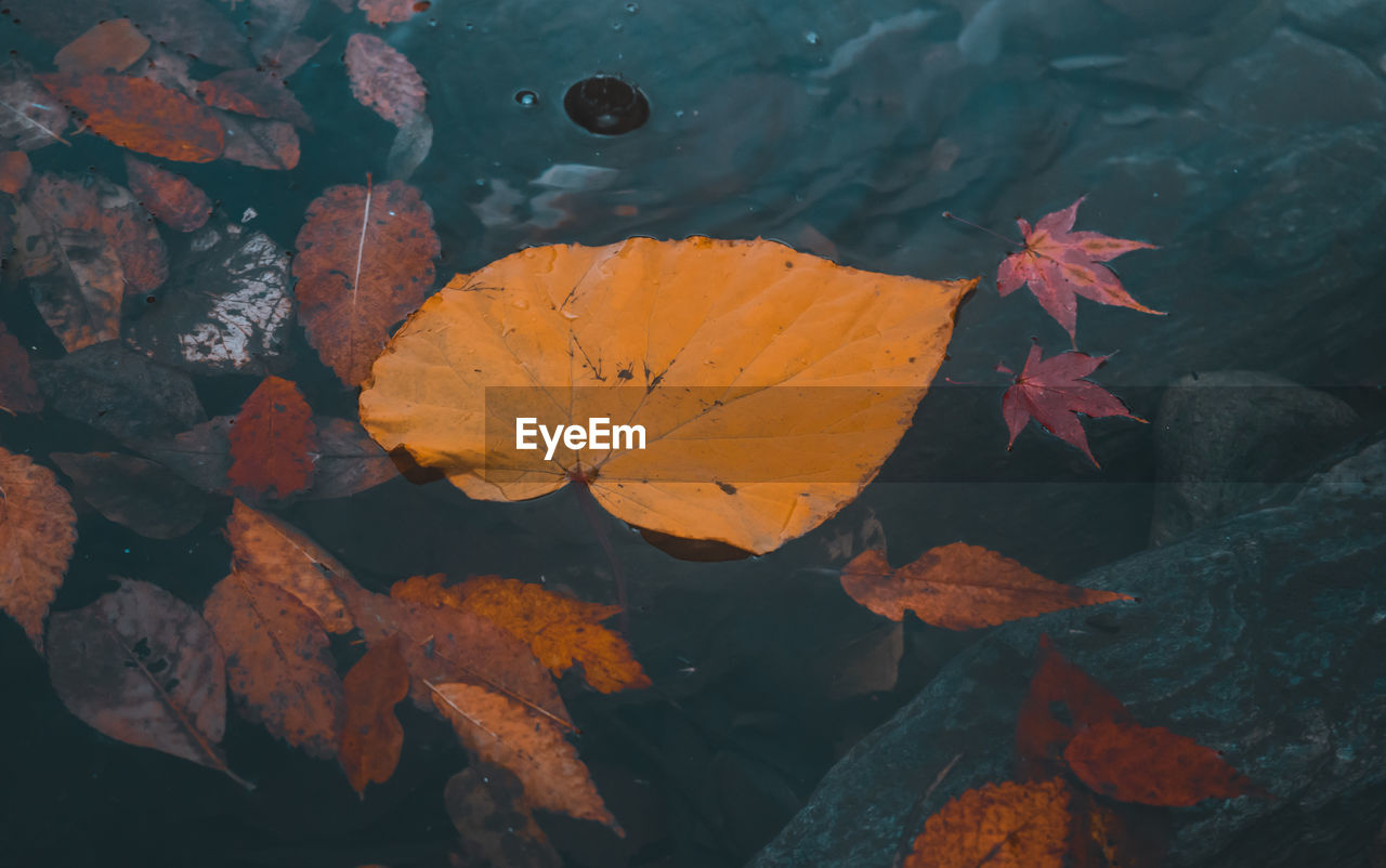 CLOSE-UP OF MAPLE LEAVES ON WATER