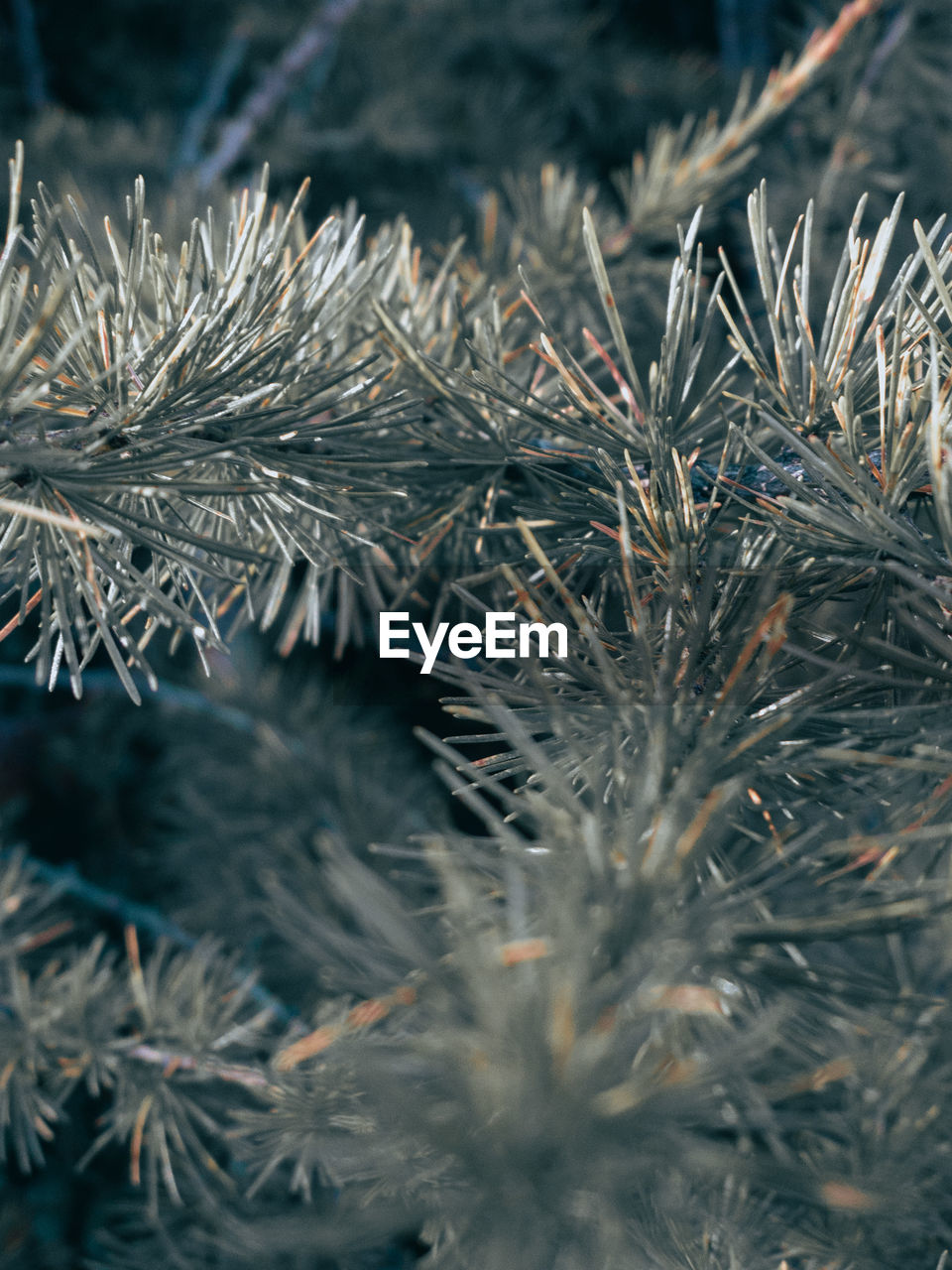 Close-up of pine tree during summer