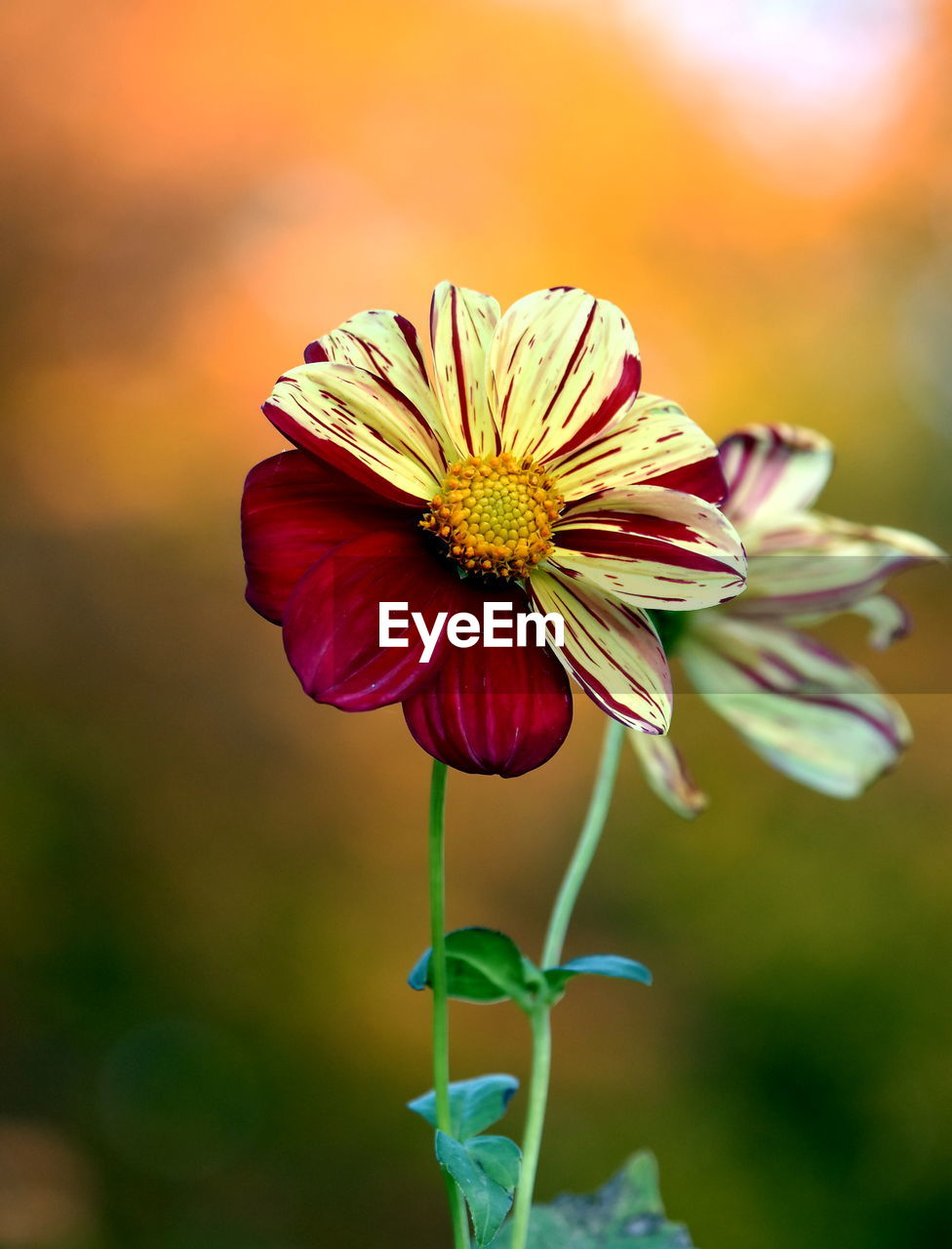 CLOSE-UP OF FLOWER ON PLANT