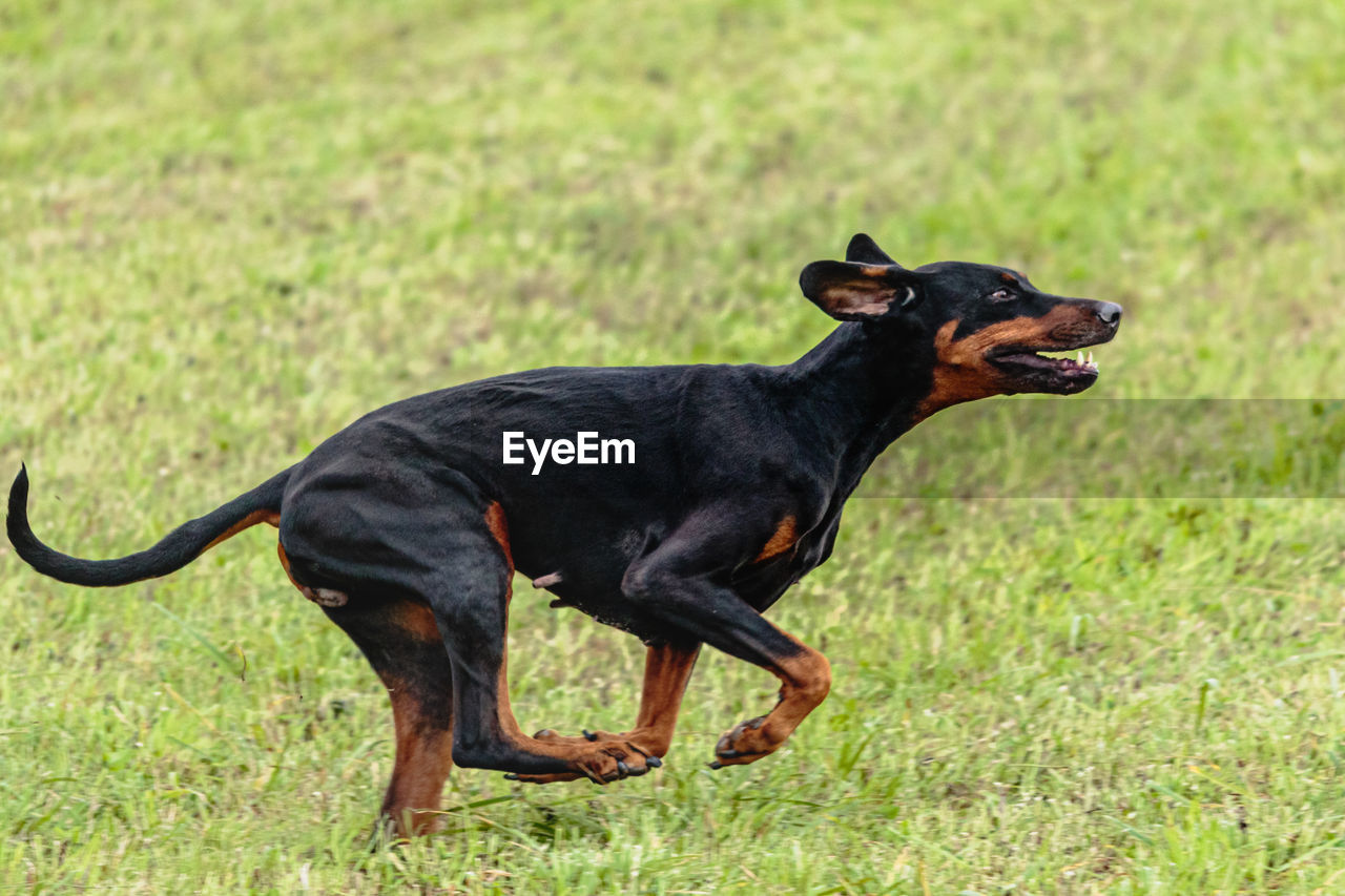 Dobermann dog running and chasing coursing lure on green field