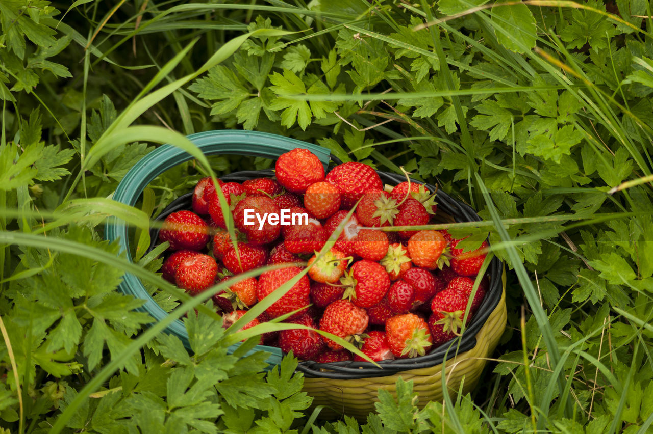 CLOSE-UP OF FRESH STRAWBERRIES IN BASKET