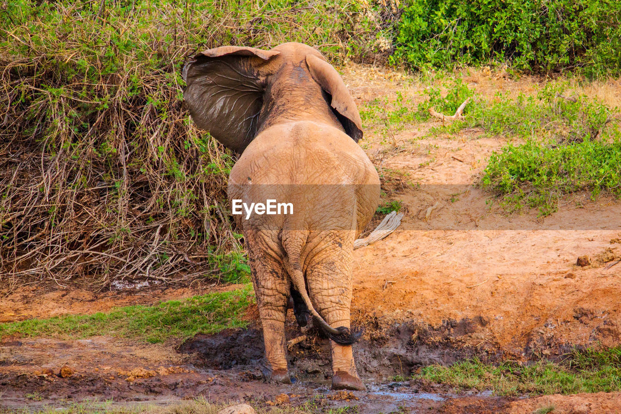 Rear view of elephants on field at tsavo east national park