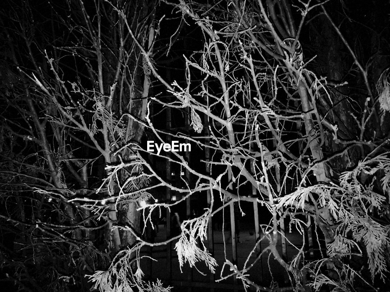 FULL FRAME SHOT OF TREE BRANCHES IN FOREST