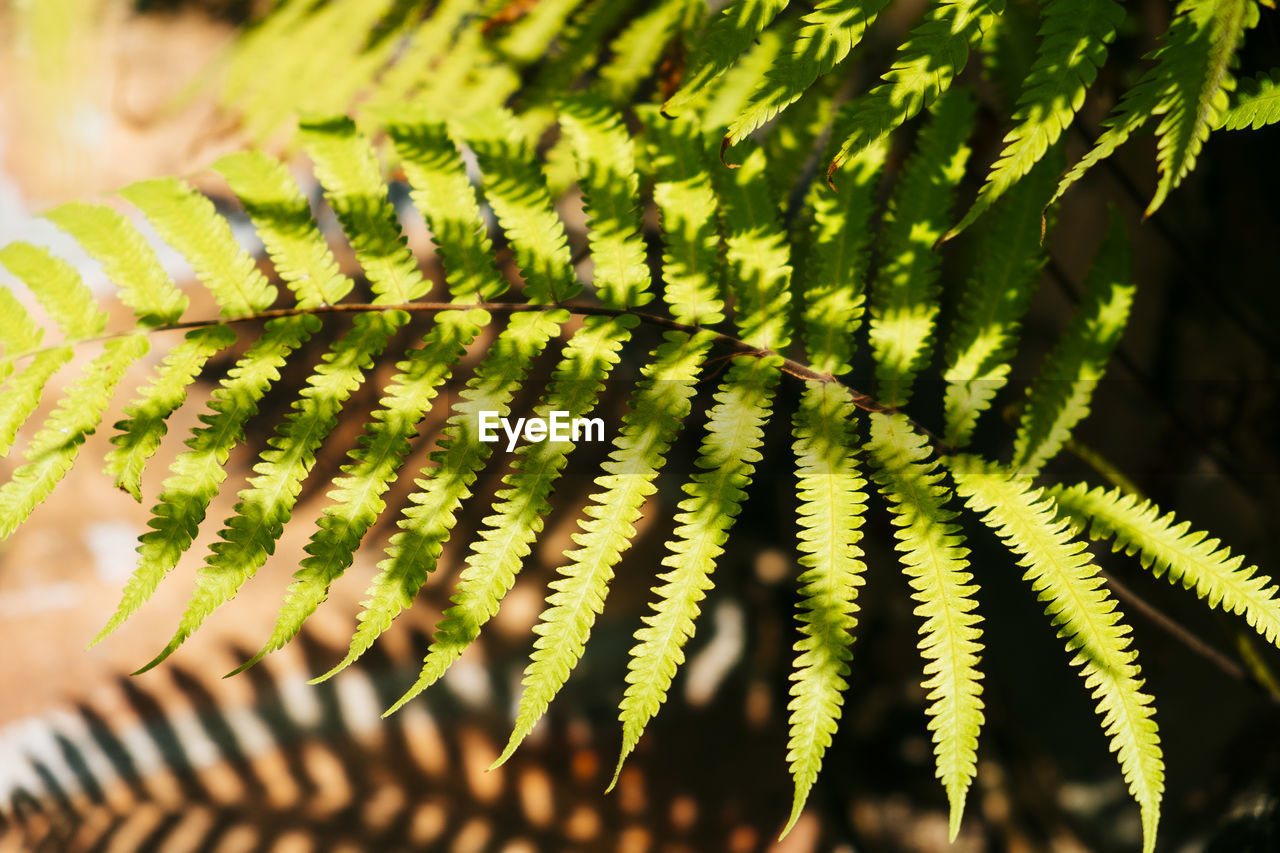 Close-up of fern leaves