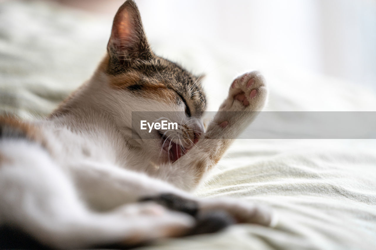 Close-up of cat lying on bed at home