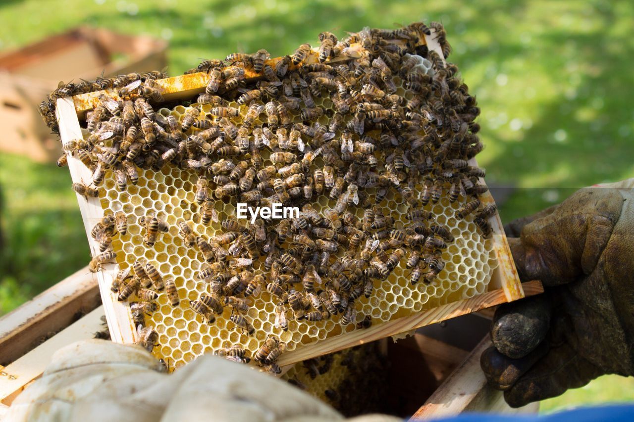 High angle view of beekeeper holding beehive on field