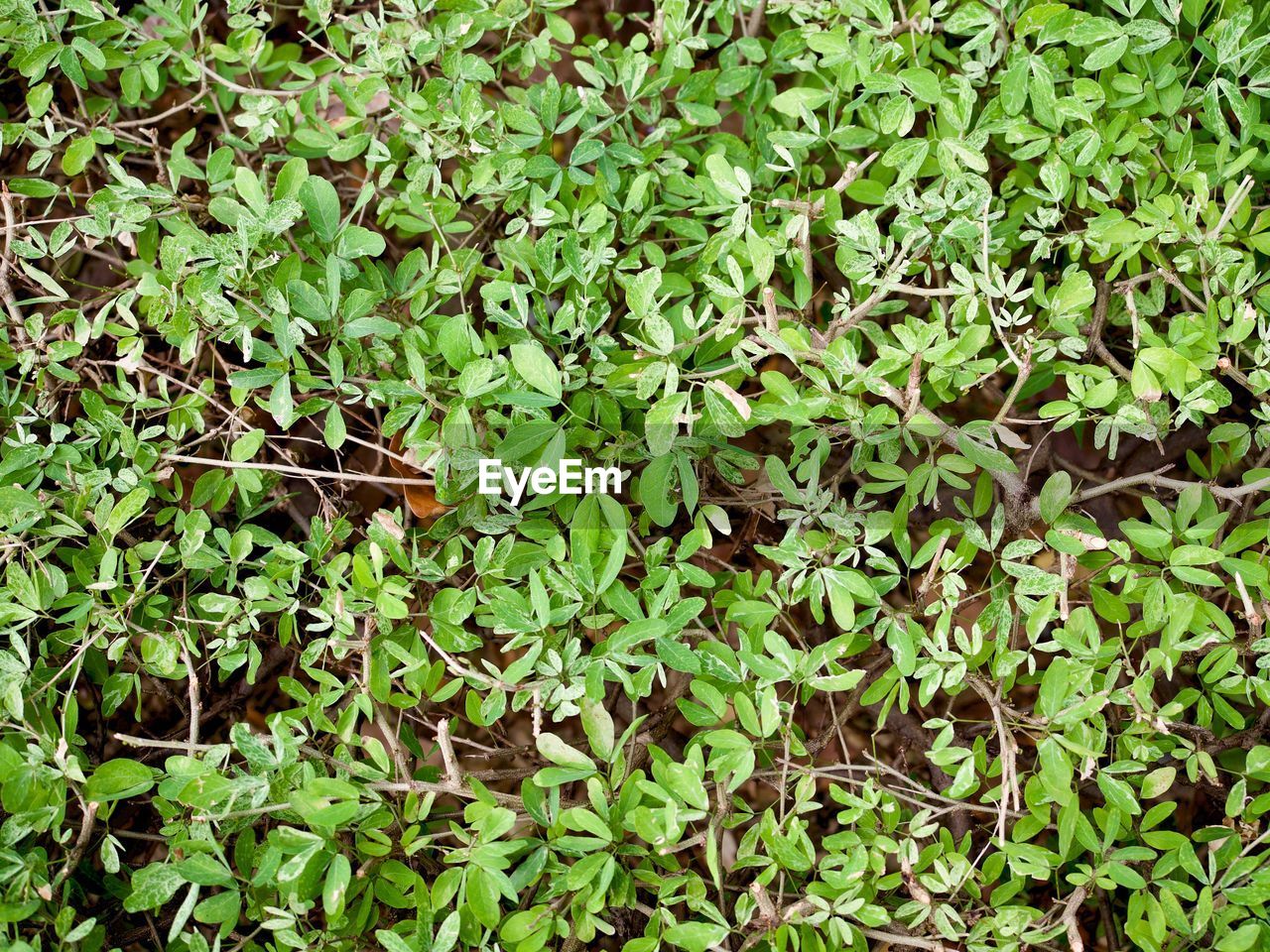 CLOSE-UP OF PLANT