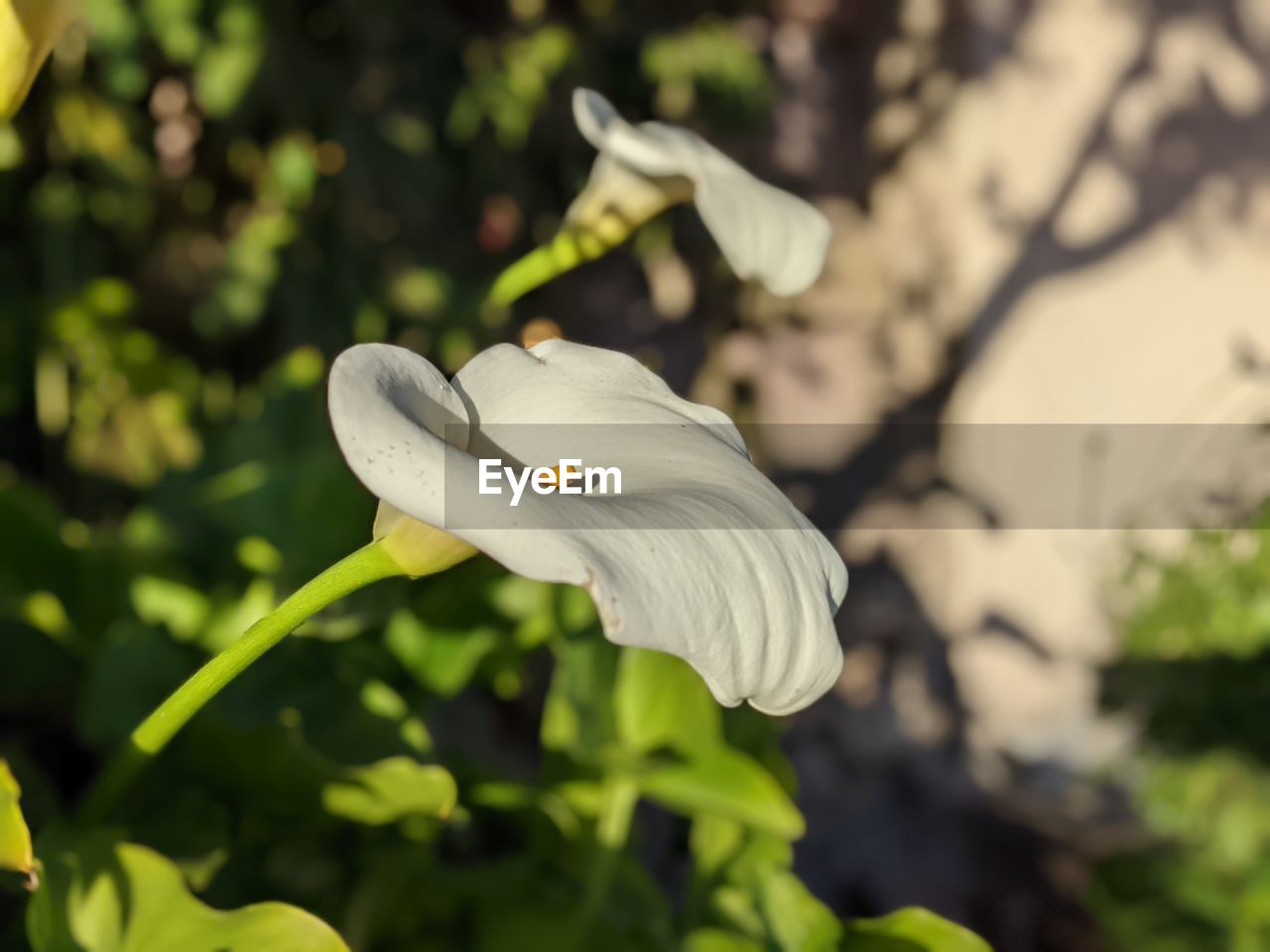 CLOSE-UP OF WHITE FLOWER