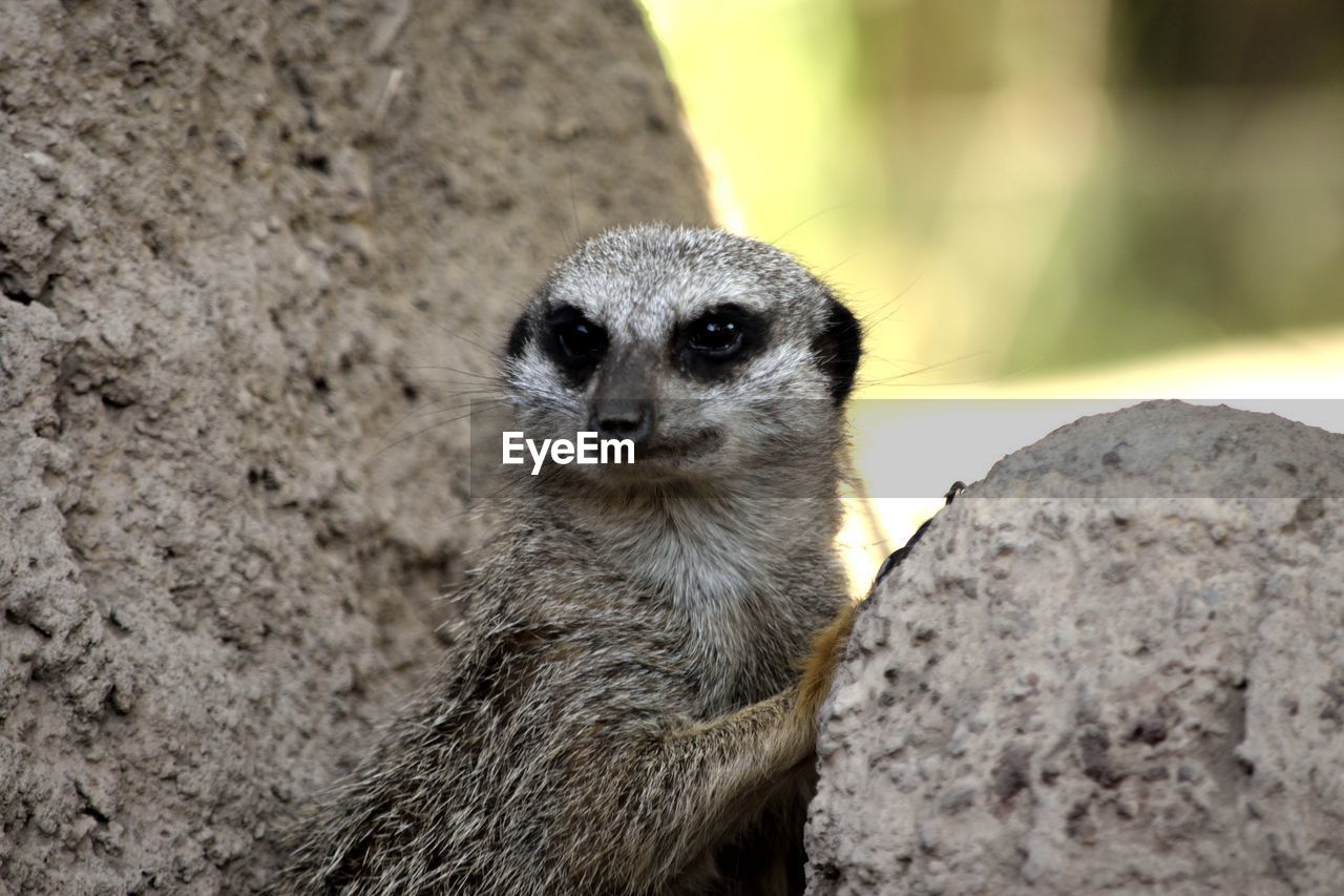 CLOSE-UP PORTRAIT OF AN ANIMAL