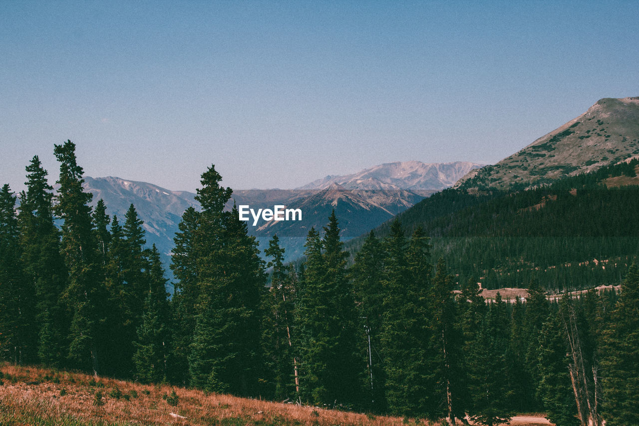 Pine trees in forest against sky