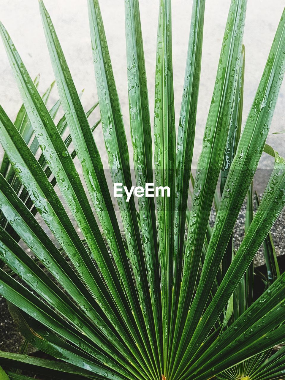 HIGH ANGLE VIEW OF PALM TREE LEAVES