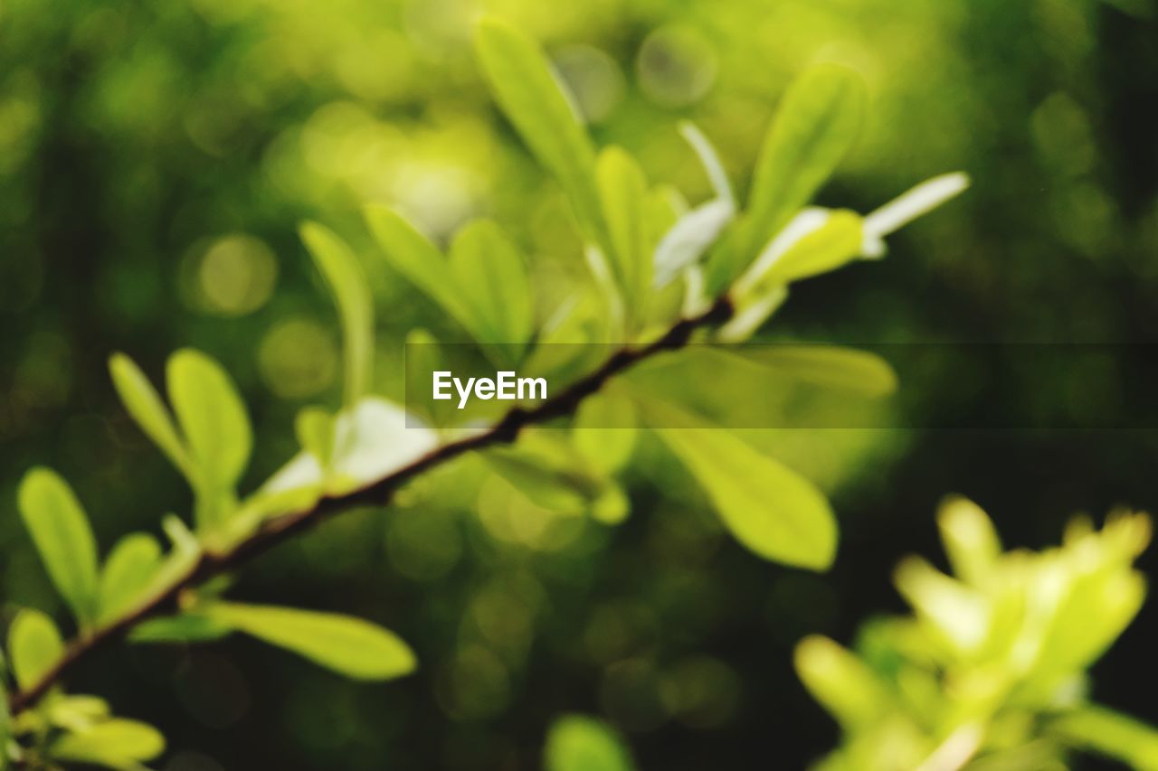 CLOSE-UP OF FRESH GREEN LEAVES