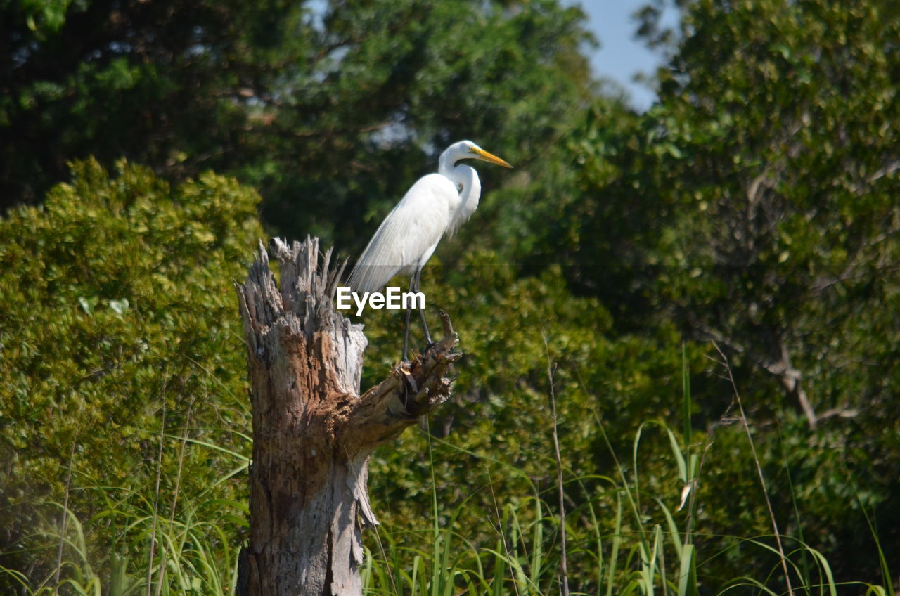 Bird perching on a tree