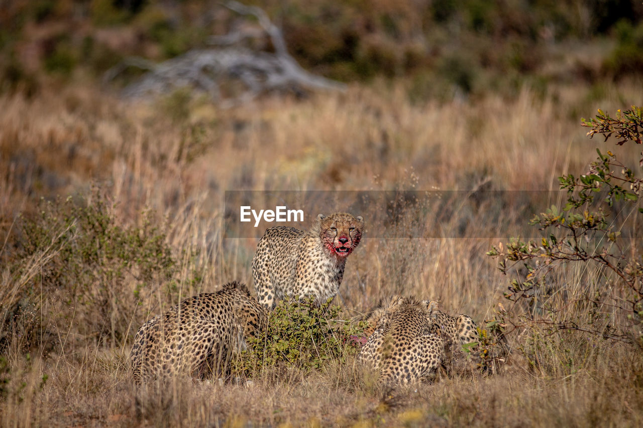 VIEW OF A CAT IN THE ANIMAL