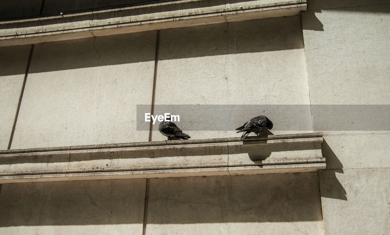 Low angle view of pigeons perching on building