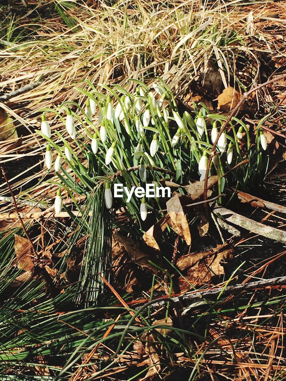 CLOSE-UP OF PLANTS GROWING ON FIELD