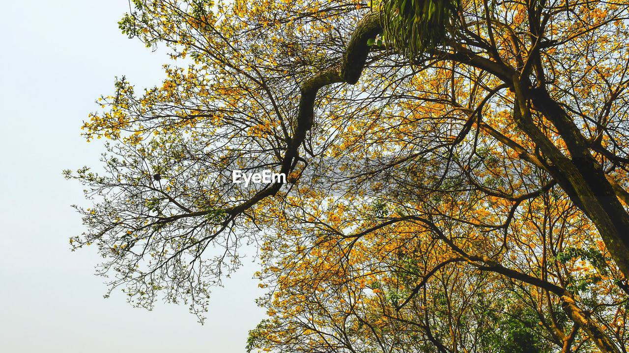 LOW ANGLE VIEW OF TREES AGAINST CLEAR SKY