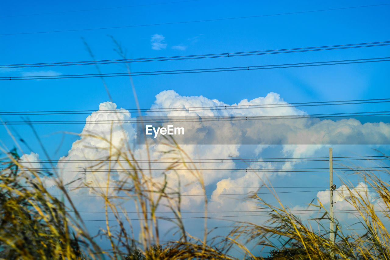 Low angle view of grass against cloudy sky