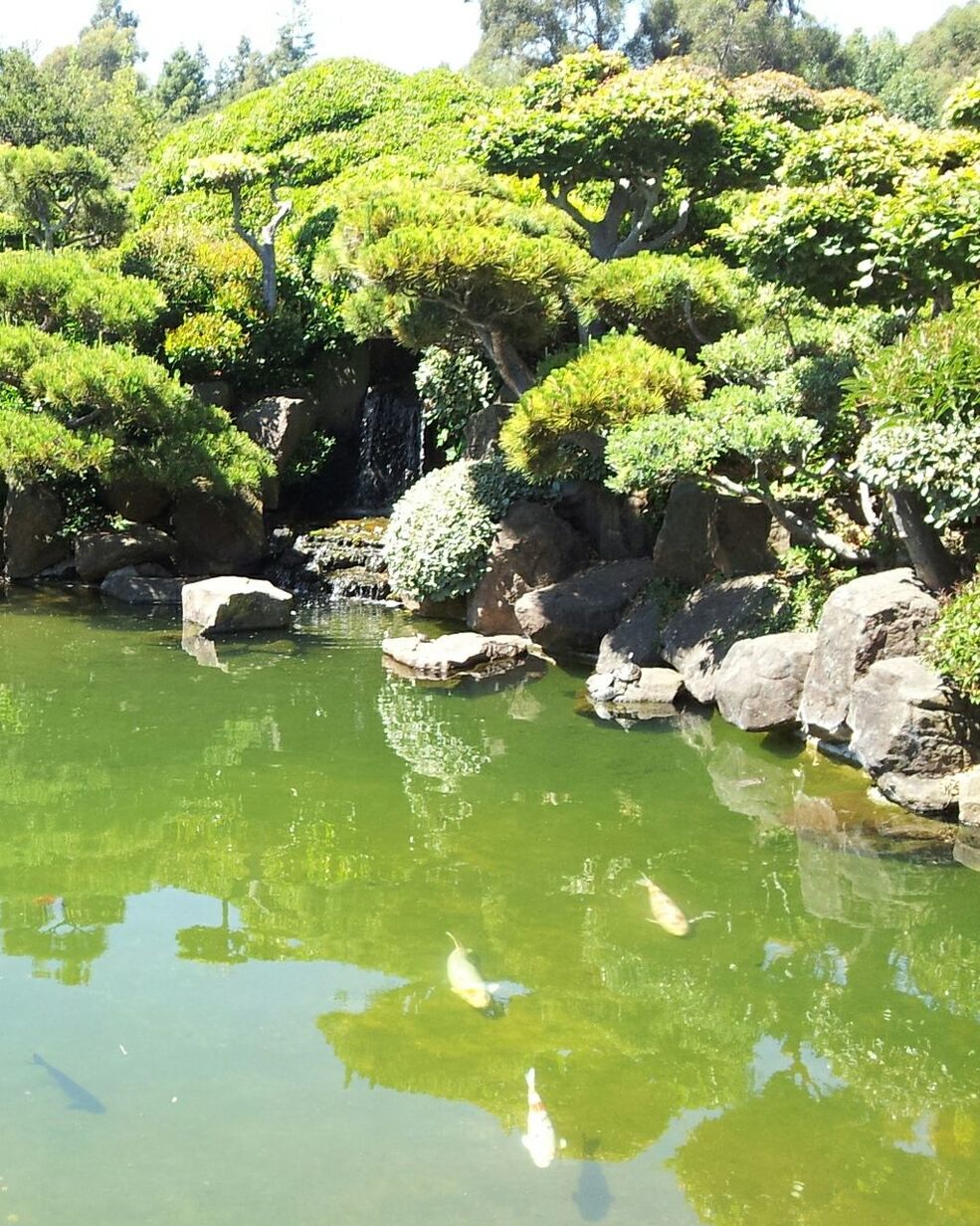 REFLECTION OF TREES IN WATER