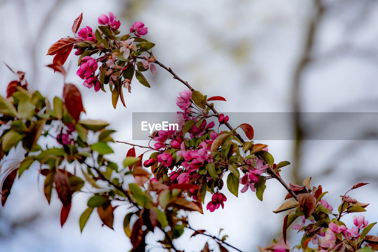 CLOSE-UP OF PINK FLOWERING PLANT AGAINST TREES
