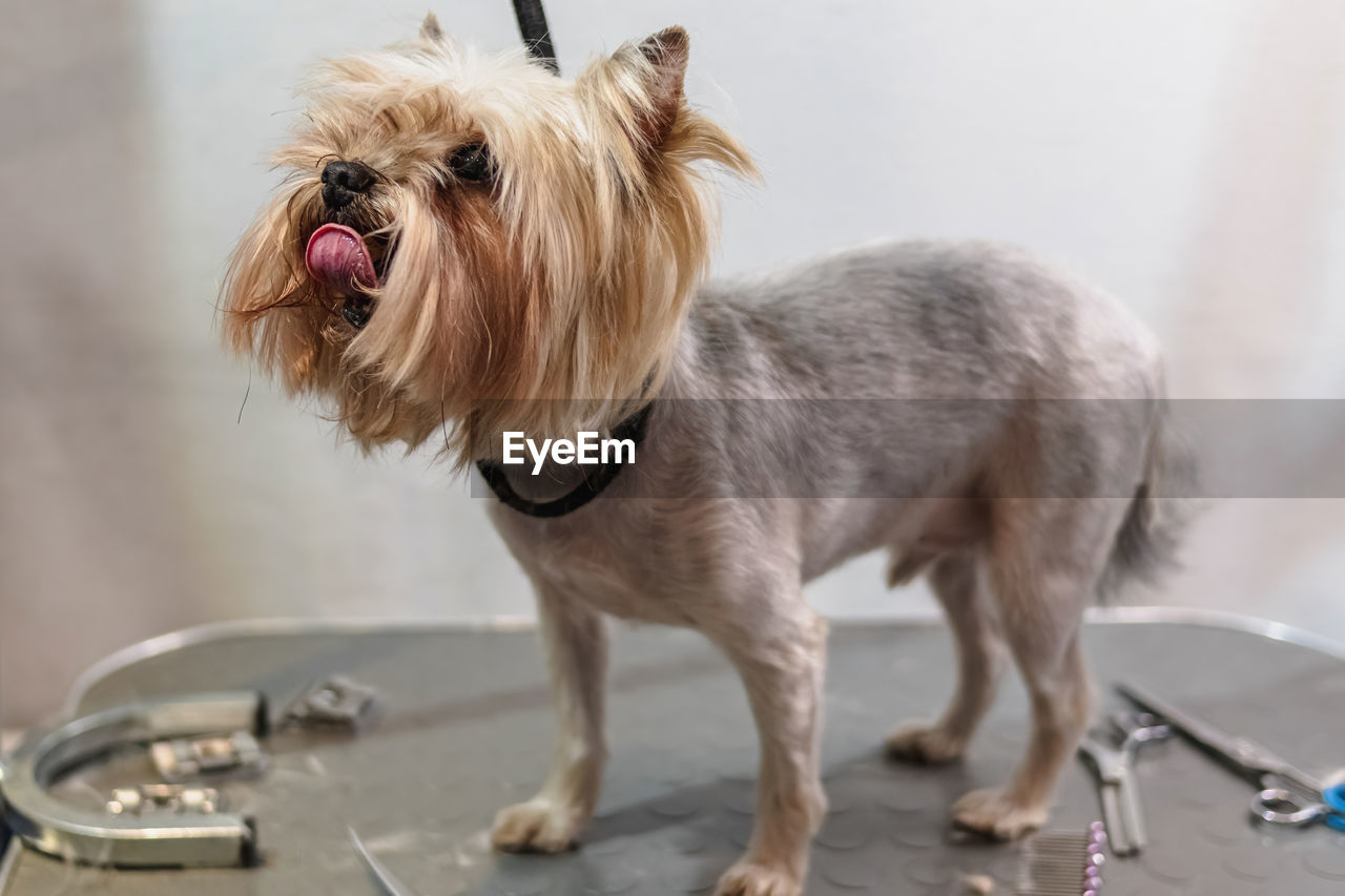 Yorkshire terrier dog gets nail cut hair grooming at salon and pet spa