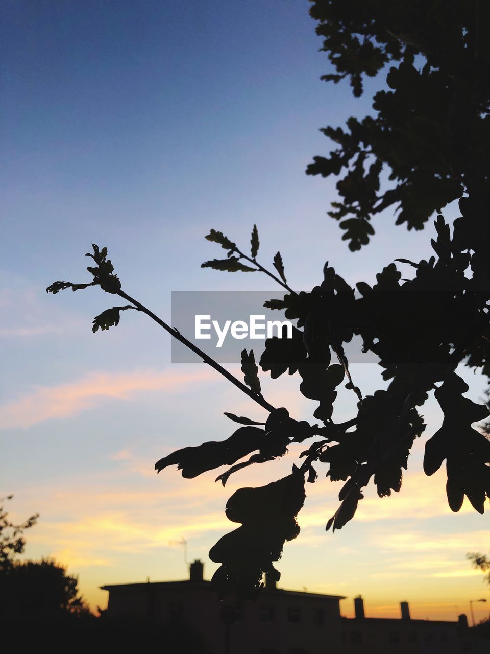 LOW ANGLE VIEW OF SILHOUETTE TREE AGAINST ORANGE SKY