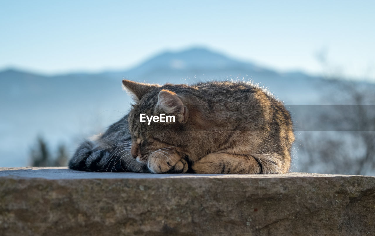 Cat relaxing on retaining wall against sky