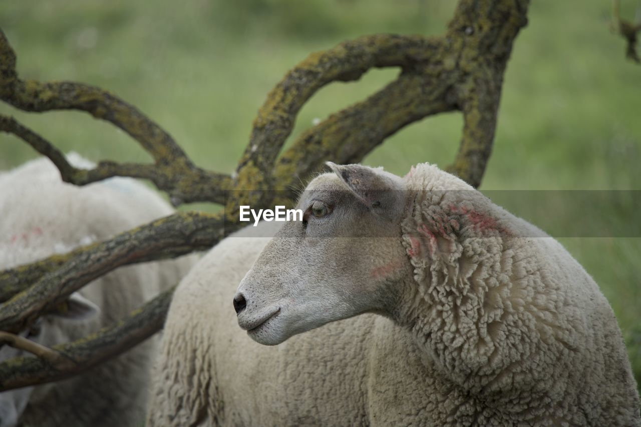 close-up of sheep on tree