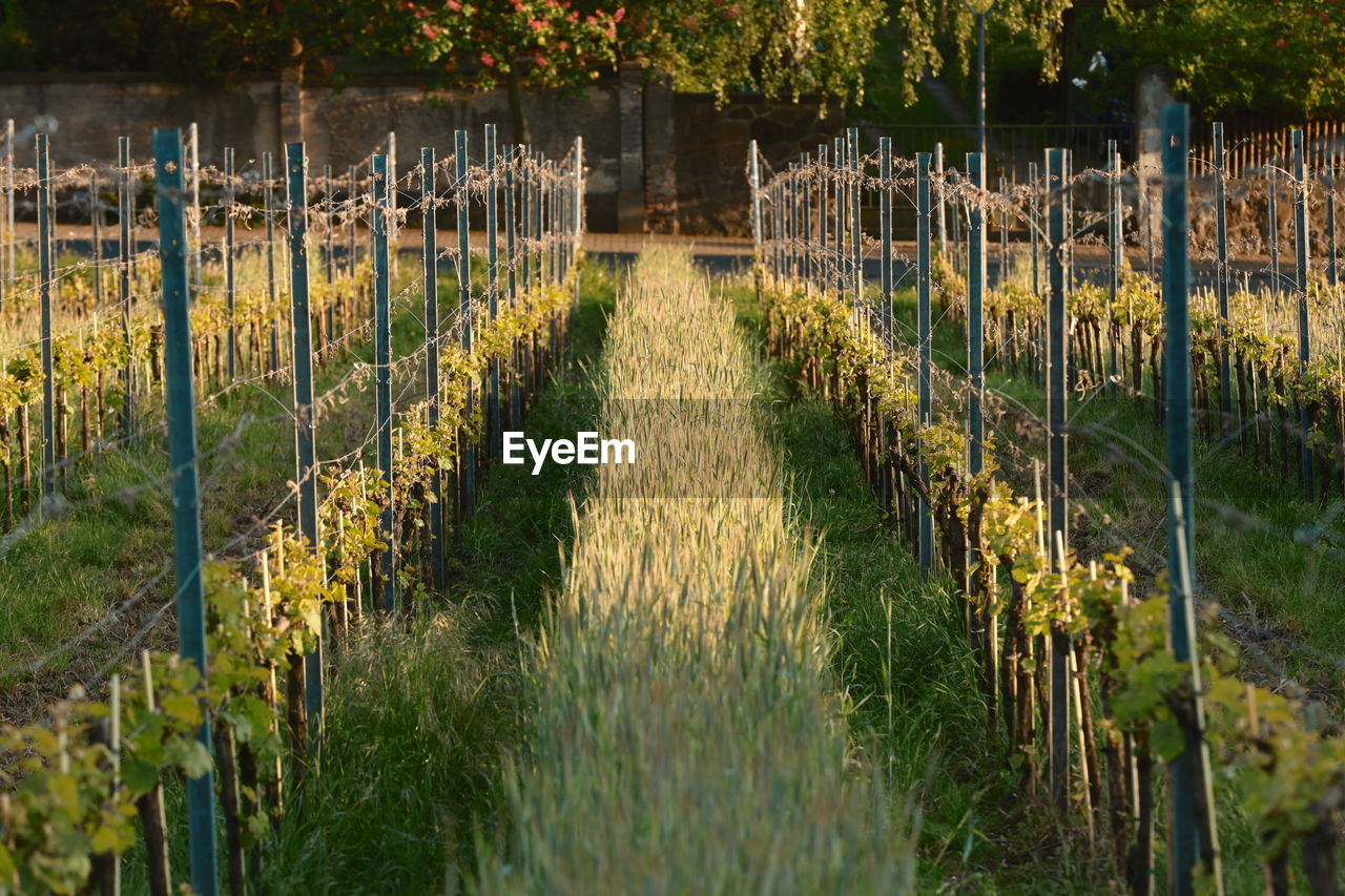 VINEYARD AGAINST PLANTS