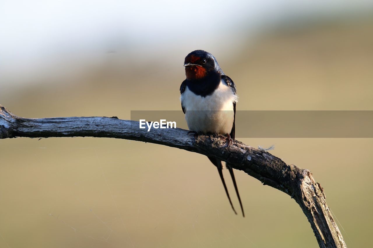 Close-up of barn swallow perching on branch. full focus on the bird.