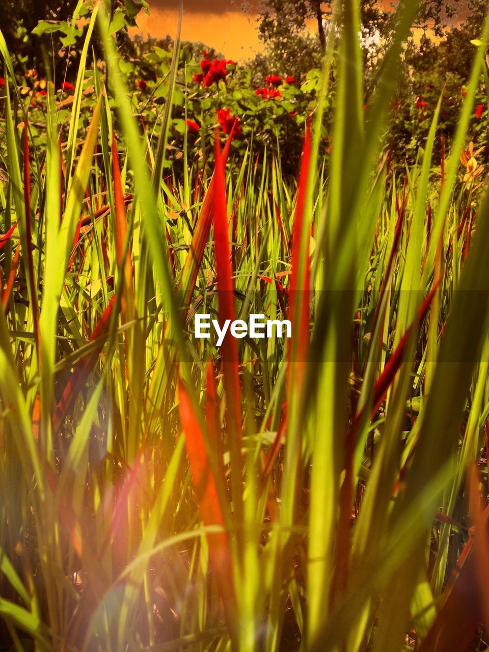 Close-up of red flowering plants on field