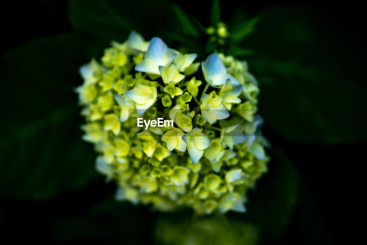 CLOSE-UP OF WHITE FLOWERING PLANTS