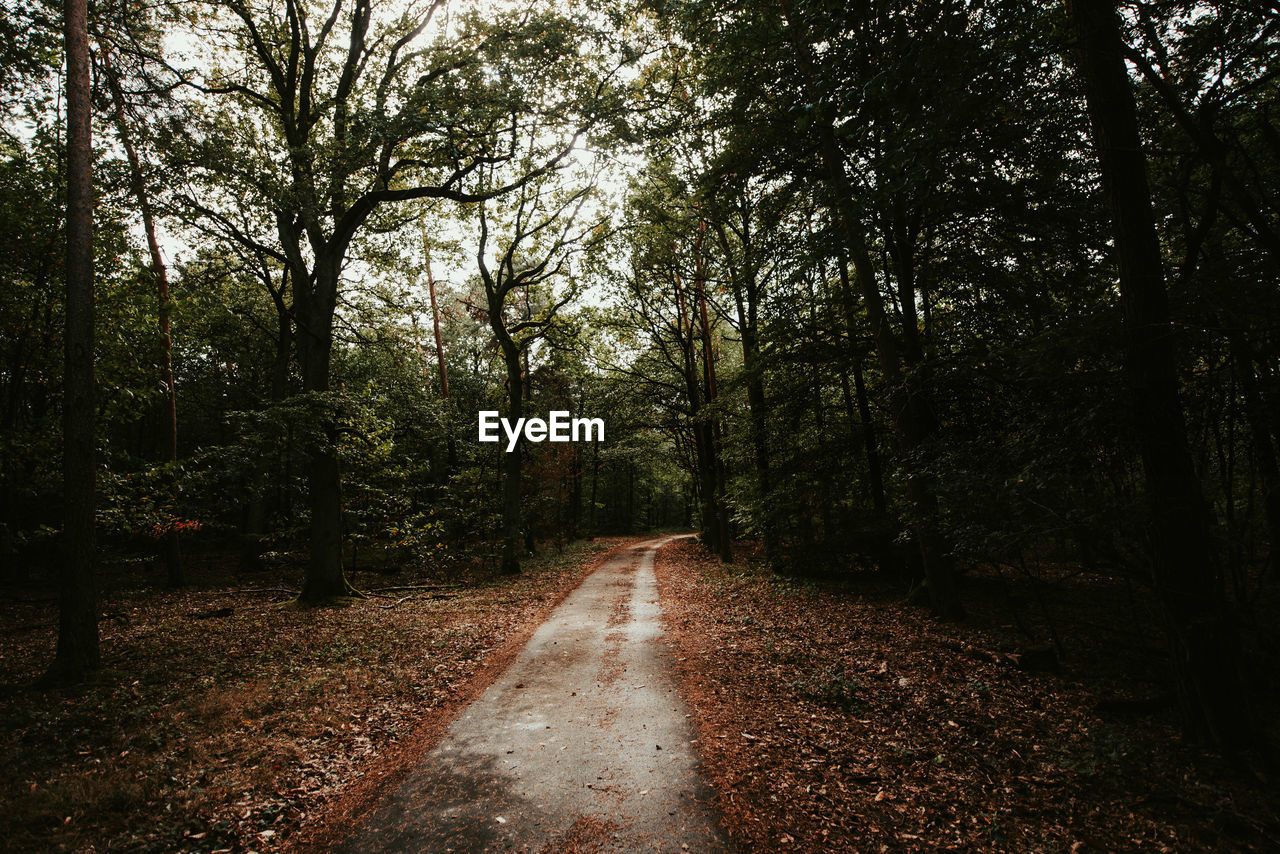 Road amidst trees in forest