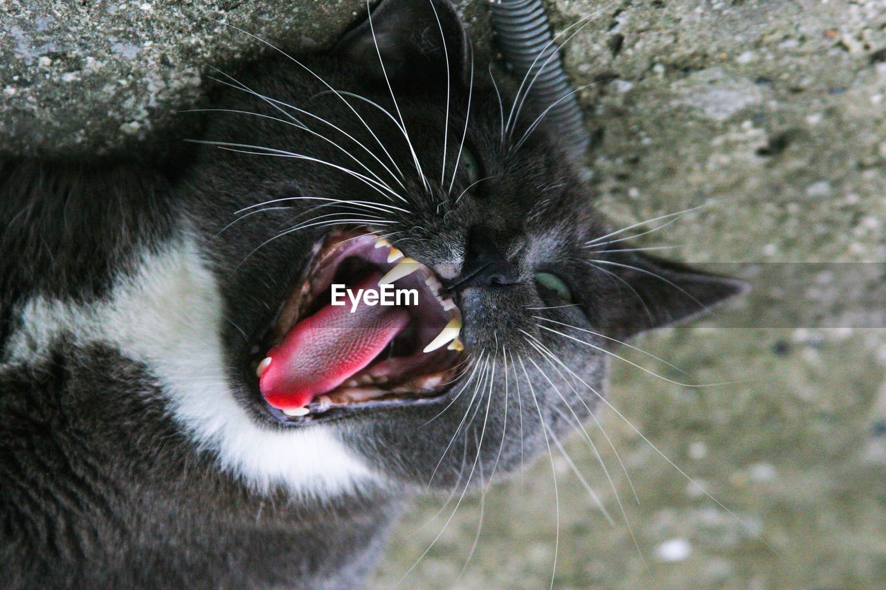 CLOSE-UP OF BLACK CAT YAWNING OUTDOORS