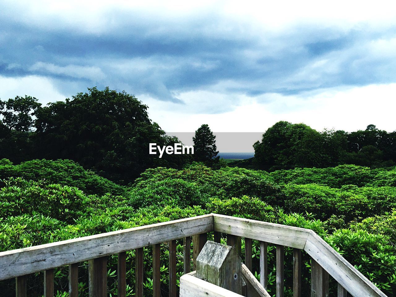 VIEW OF TREES AND PLANTS AGAINST CLOUDY SKY