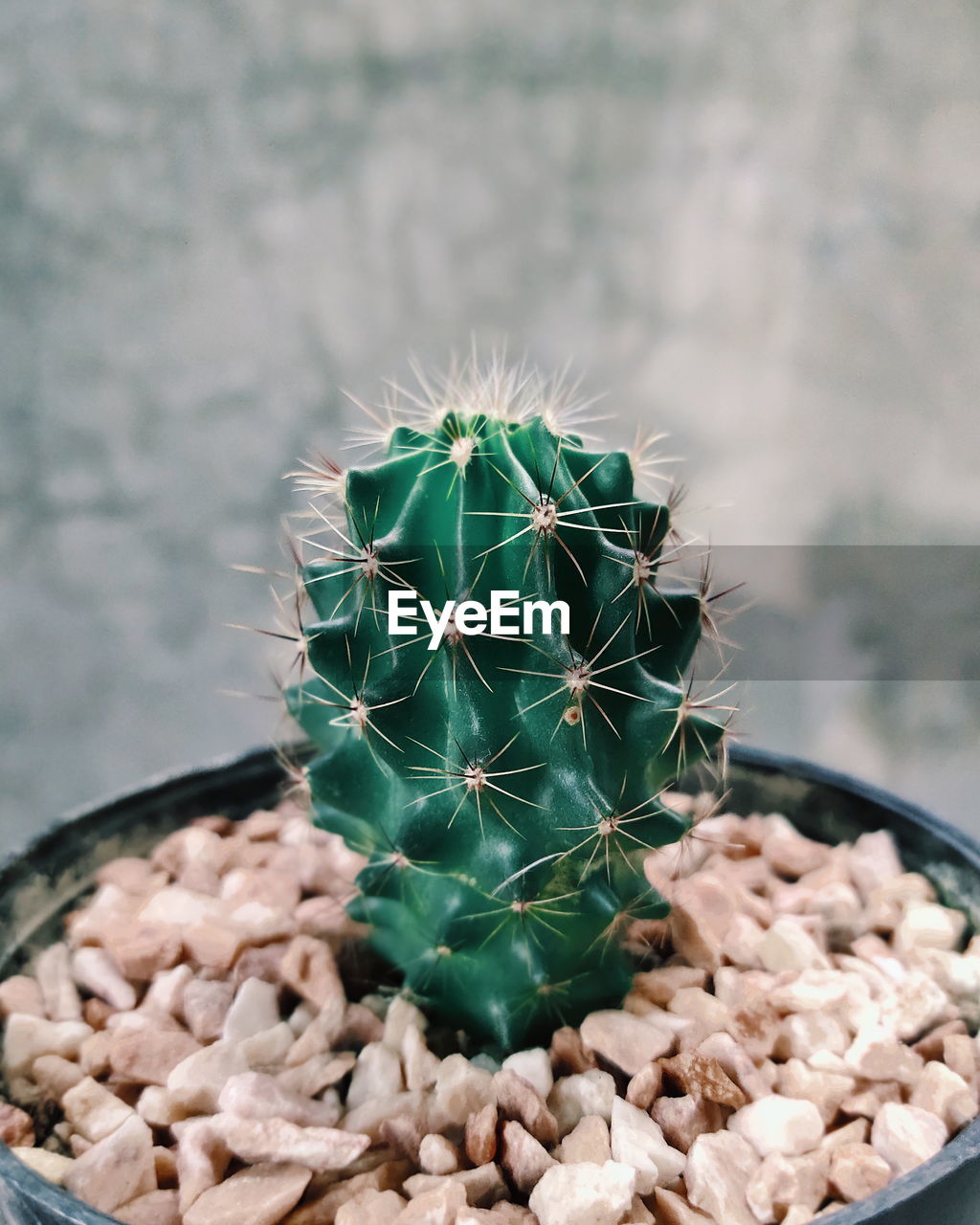 CLOSE-UP OF SUCCULENT PLANT ON POTTED CACTUS