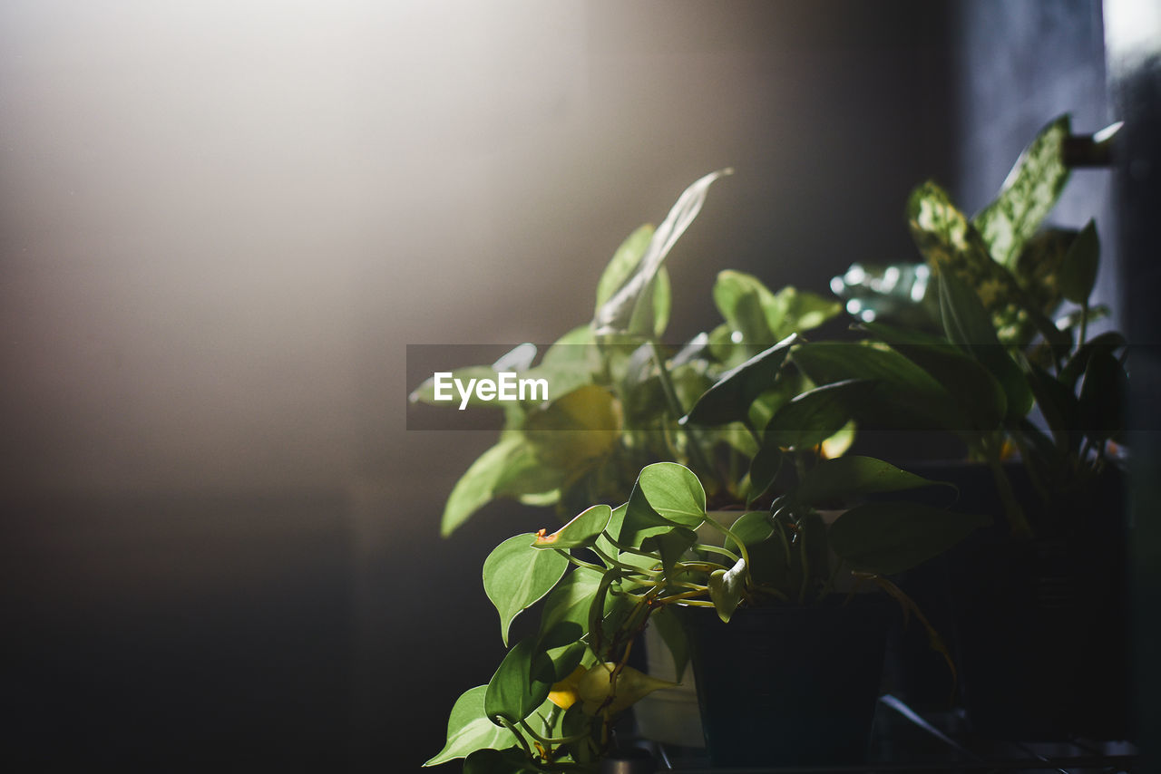 CLOSE-UP OF POTTED PLANT LEAVES OUTDOORS