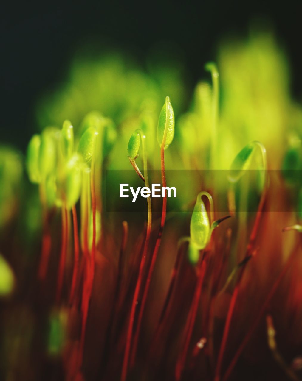 Close-up of flower against blurred background