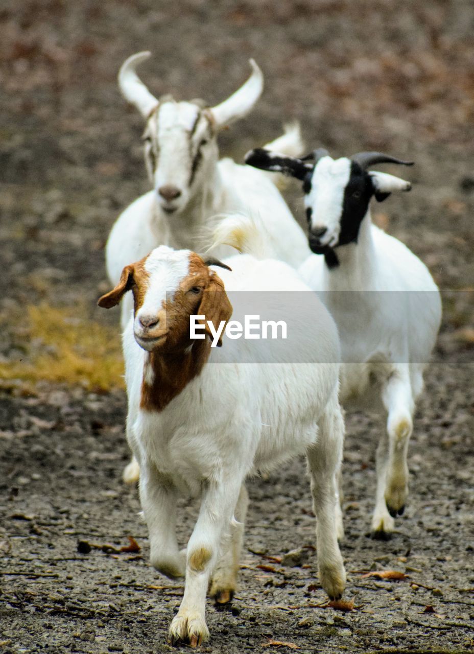 Goats running in a field