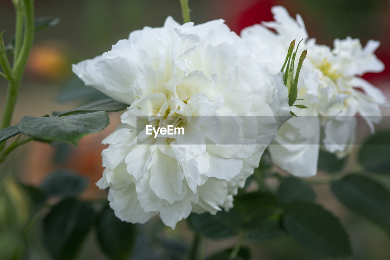 CLOSE-UP OF WHITE ROSE ON PLANT