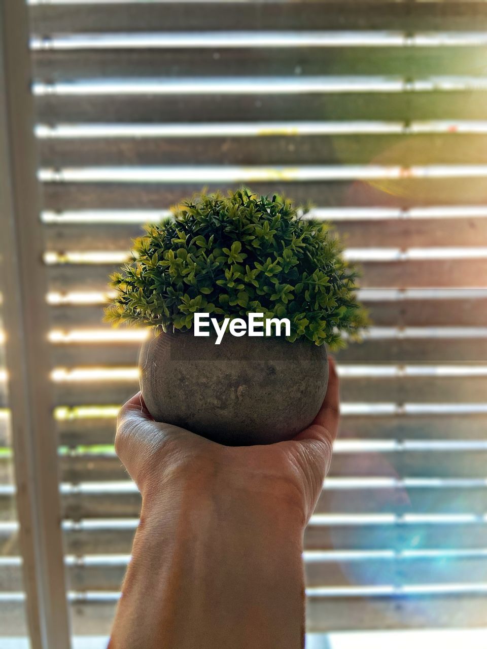 Close-up of person holding potted plant